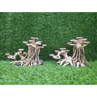 BONSAI rễ rừng tán gỗ