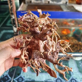 CÂY LỦA BONSAI KHÔ CÓ TÁN 16x8x16cm