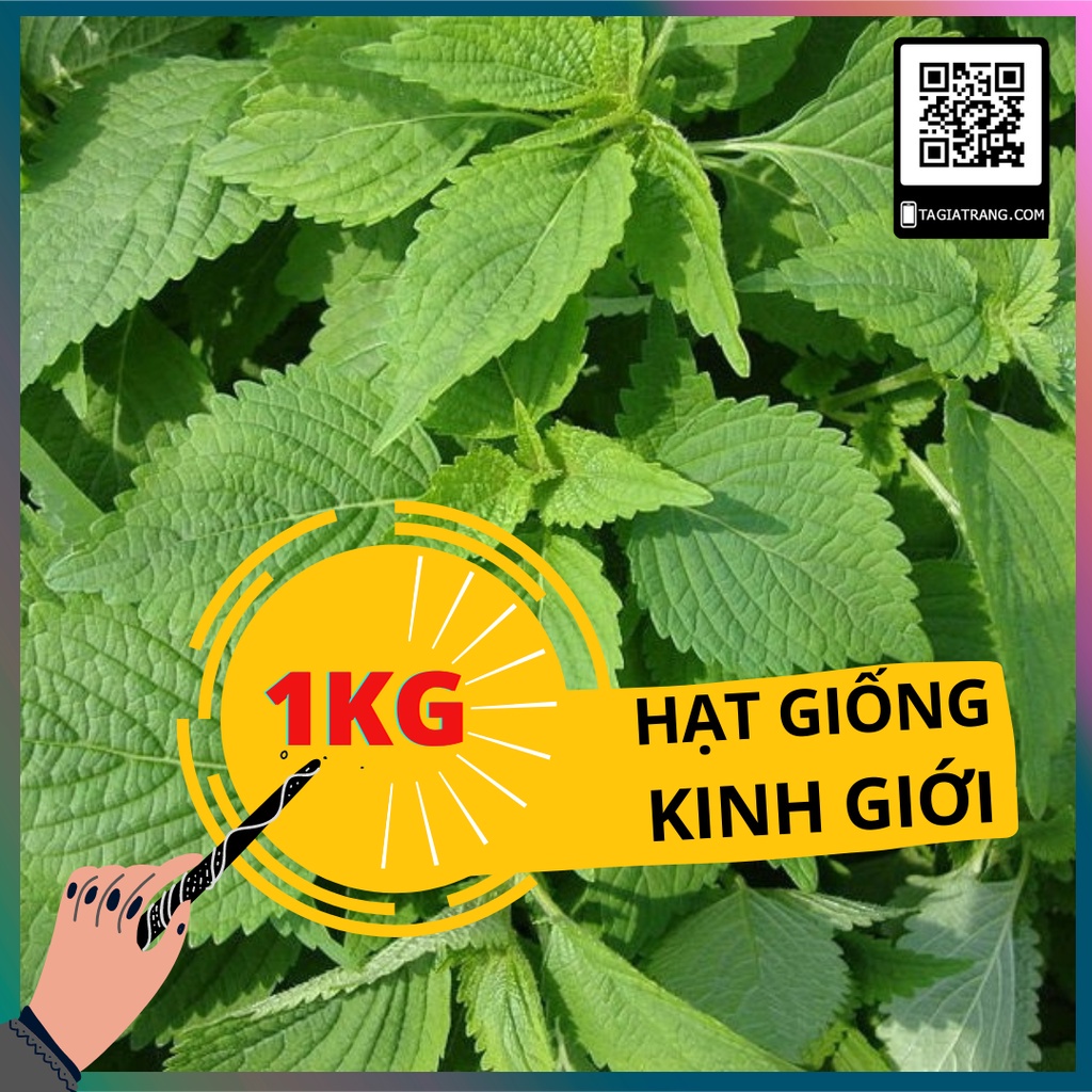 1KG Hạt giống rau kinh giới