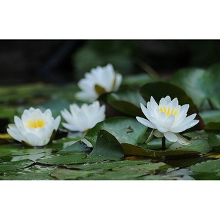 Hạt giống hoa súng nước
