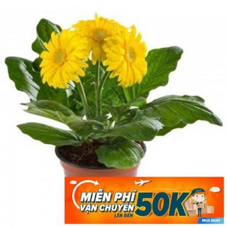 10 Hạt giống hoa Đồng tiền (tặng gói kích nẩy mầm và hướng dẫn)