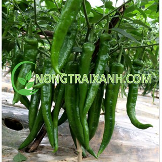 100h - hạt giống ớt xanh hàn quốc