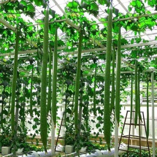 Gói 10 Hạt giống mướp Thái siêu dài_Nảy mầm 99%, trái dài