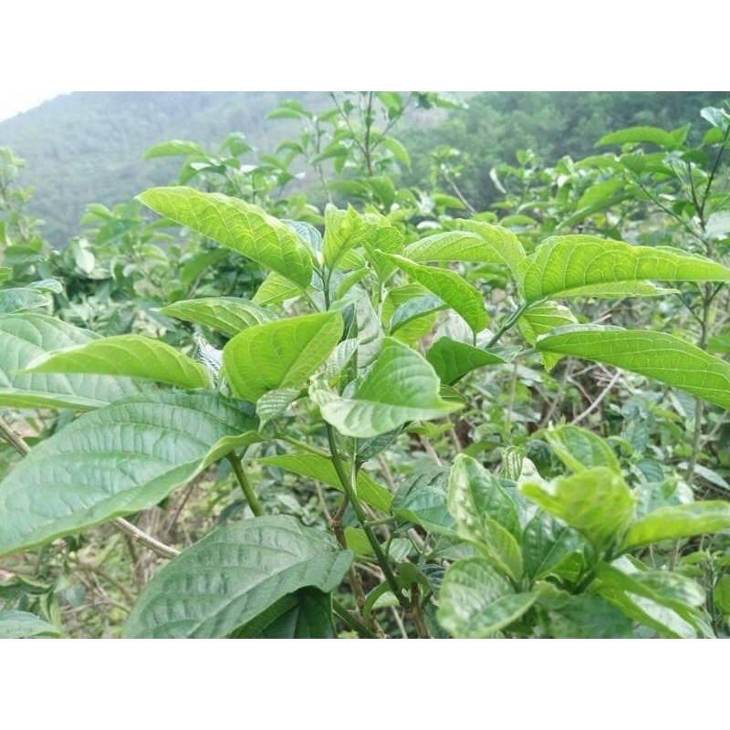 3 cây giống Rau Đắng cảy