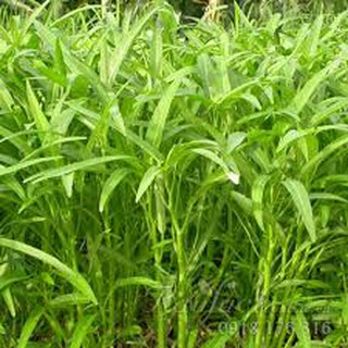 Hạt giống Rau Muống 100gram