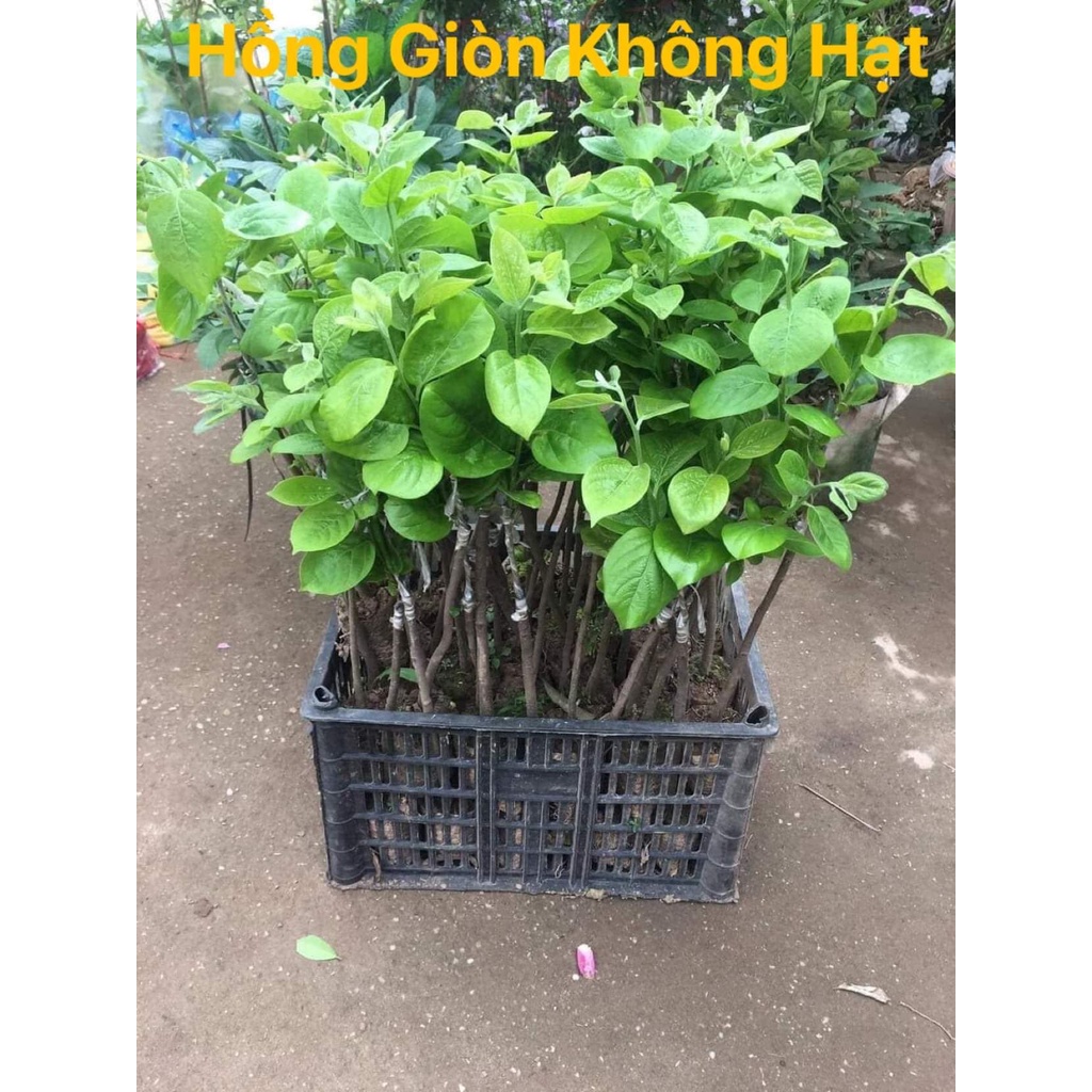 Cây giống hồng giòn không hạt, hồng đỏ, hồng ta, cây giống thế hệ mới cây khỏe năng suất cao ít sâu bệnh
