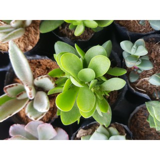 Sen đá baba - cánh bướm lông - cánh bướm xanh(Chú ý)