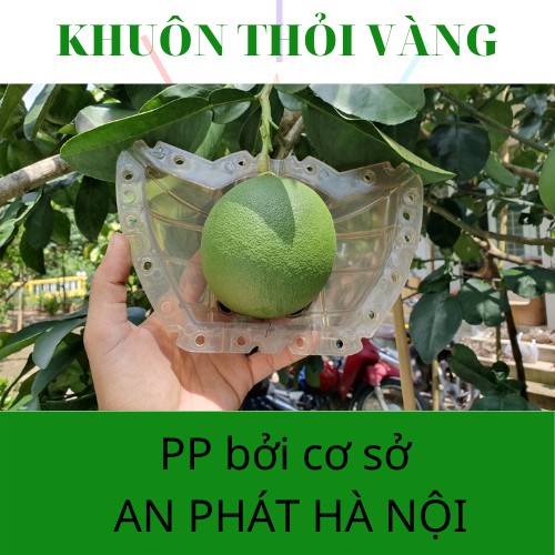 Khuôn Thỏi Vàng - Khuôn tạo hình trái cây Chữ Tài Lộc dùng cho Bưởi, Dưa Hấu, Dưa Vàng, Đào Tiên... lại dày 4-5 li, dùng