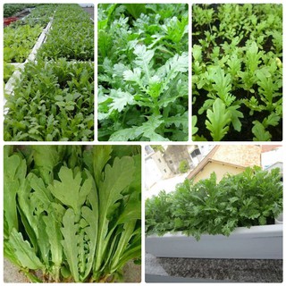 Gói 10gr hạt giống hoa cải cúc