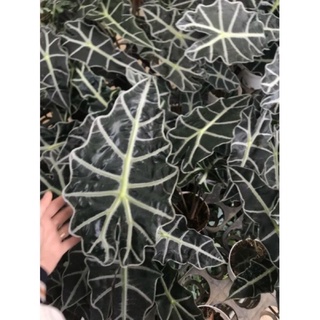 < GIÁ RẺ NHẤT> Cây Môn Alocasia Amazonica sz lớn