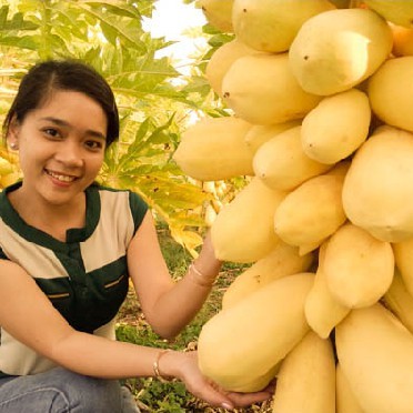 Hạt giống đu đủ vỏ vàng chất lượng cao