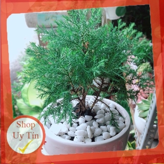 Chậu Cây Tùng Bồng Lai