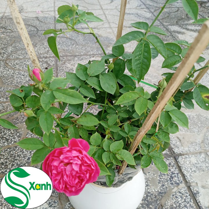 Chậu Hoa Hồng Leo Tường Vi