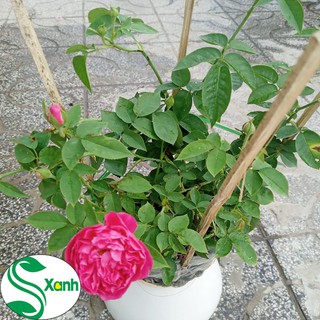 Chậu Hoa Hồng Leo Tường Vi