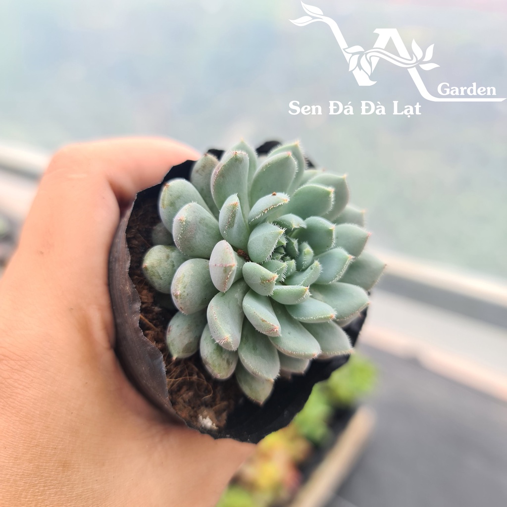 Sen Đá NHÍM XANH size bầu 5-8cm VA Gaden - lỗi 1 đổi 1