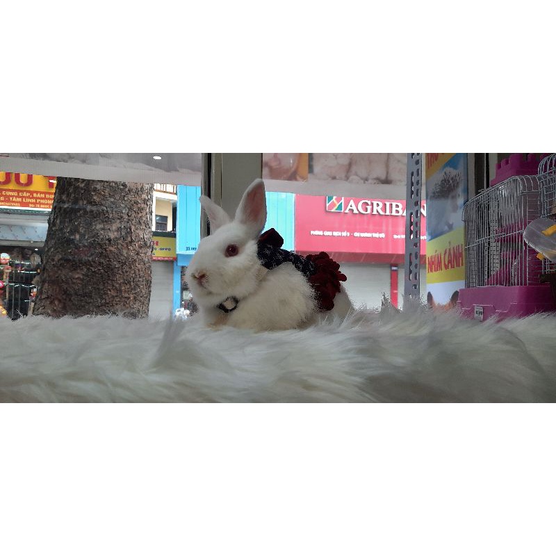 Chuồng thỏ, chó, mèo, chuột lang, bọ ú, sóc, Chinchilla - Size Đại Lồng cao cấp sơn tĩnh điện bằng thép chống gỉ