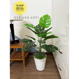 Cây trầu bà lá xẻ monstera 70cm (Cây giả decor)
