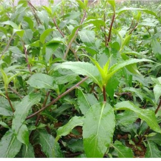 Rau rừng gia lai( rau lủi) bầu giống