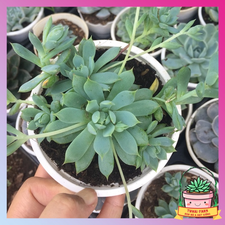 Sen đá Dù Kim - Size Trung Bình 7-10cm - Cây sẵn nhiều cành hoa ☂☂☂
