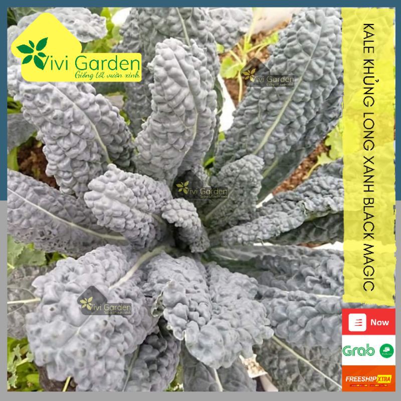 Combo hạt cải Kale khủng long xanh - Kale Black Magic Mỹ Johnny Seed chịu nhiệt tốt trồng quanh năm