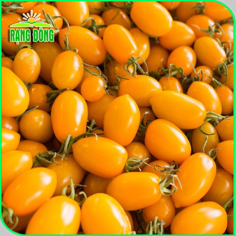Hạt giống Cà Chua Cherry Vàng lai F1, trái sai, sinh trưởng vô hạn (gói 0,1 gr) - Hạt giống Rạng Đông