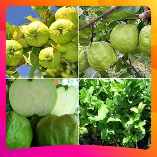 Cây Giống Ổi Nữ Hoàng - Giòn Ngọt_ Cây trồng chậu