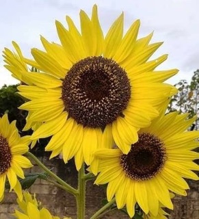 🌻🌻HƯỚNG DƯƠNG VÀNG CAO NHIỀU HOA