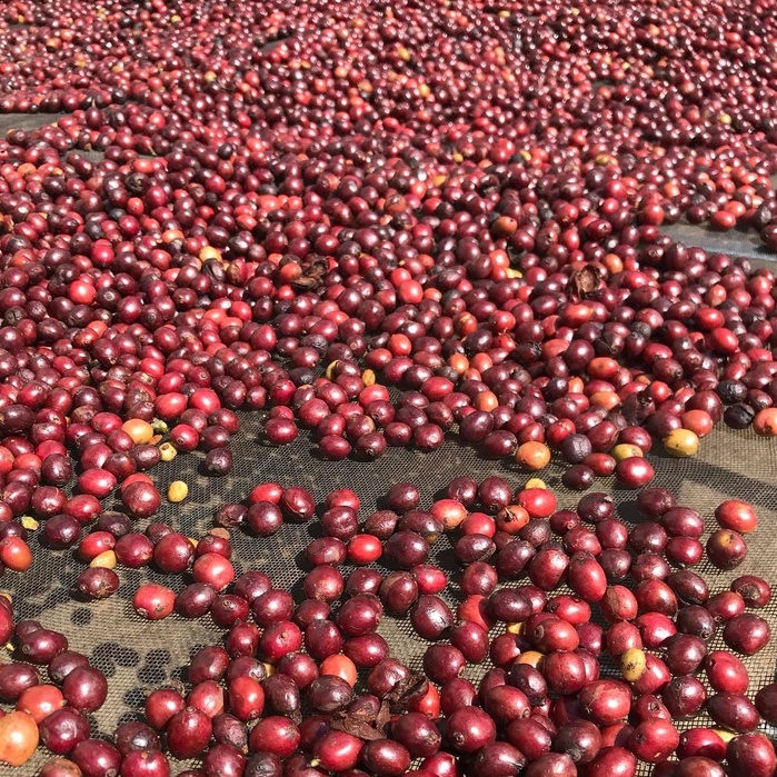 [MỚI] Cà phê Robusta Natural [500g/ 1 túi] - 100% Cà phê mộc rang xay nguyên chất - TBCAFE | BigBuy360 - bigbuy360.vn