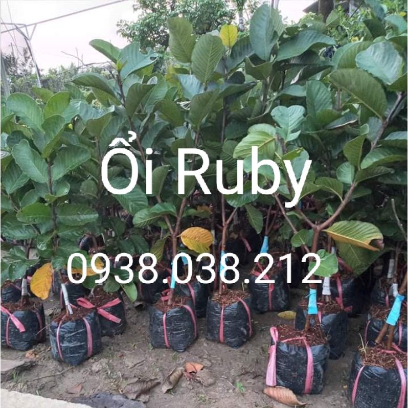 CÂY ỔI RUBY RUỘT ĐỎ KHÔNG HẠT