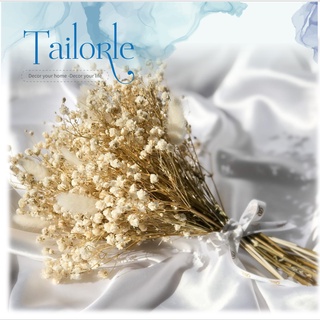 【TAILORLE】Hoa baby khô, Gypsophila hoa khô trang trí phòng ngủ, làm đồ handmade, phụ kiện chụp ảnh