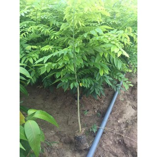 cây  xưa  đỏ giống