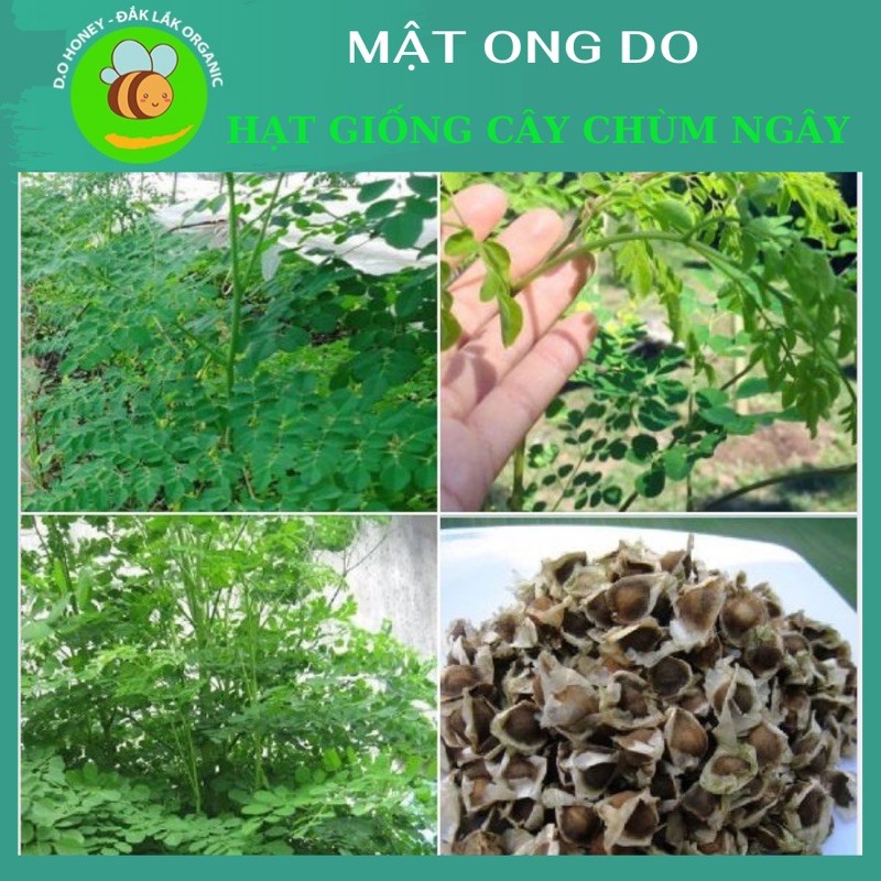 Hạt Giống Cây Chùm Ngây 20 Hạt + Tặng 5 Hạt - Hạt Chùm Ngây Moringa Oleifera