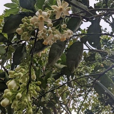 Chế phẩm xử lý nấm bệnh hại cây trồng Man35, Mancozeb xanh. trừ đốm lá, vàng lá, rỉ sắt, sương mai