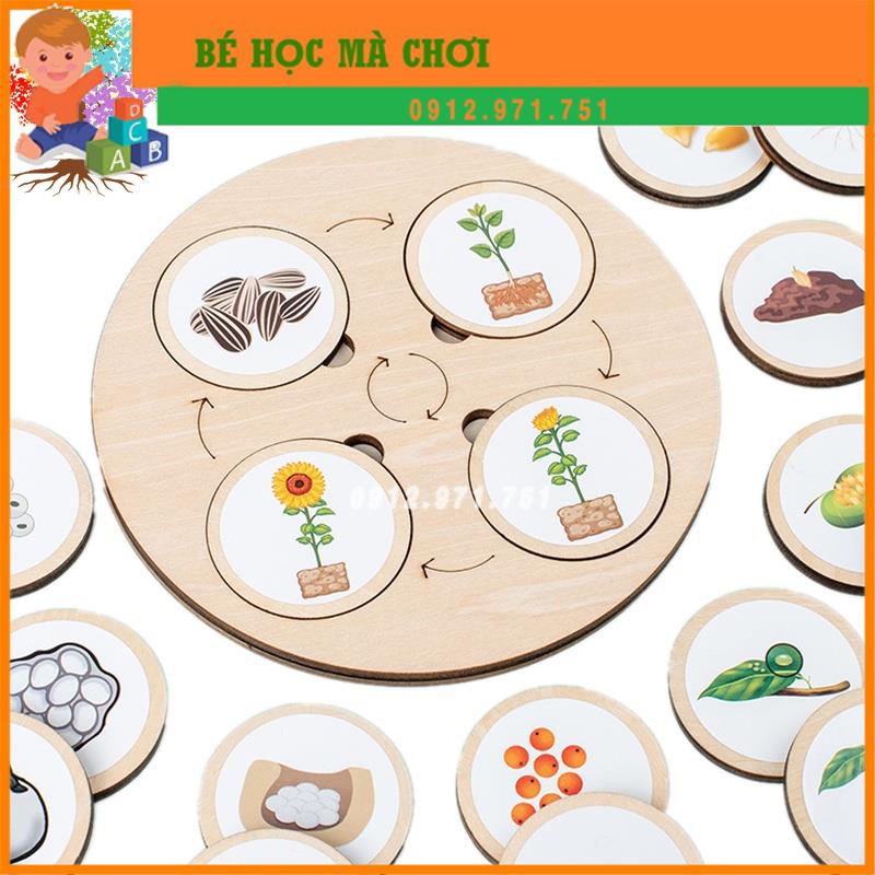 Hộp Đồ Chơi Xếp Hình Vòng Đời phát triển Động Vật Cây Và Côn Trùng - Life cycle