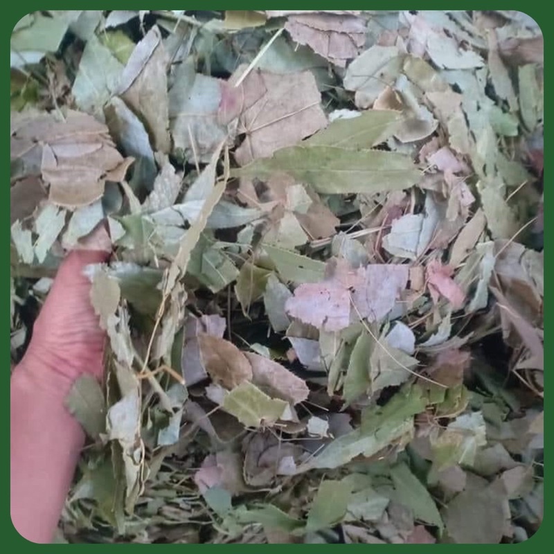 Lá Dâm Dương Hoắc Hàng Chất Lượng