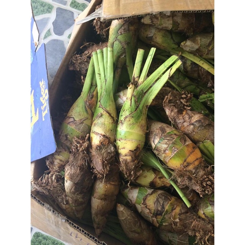 Địa lan Santo Sỉ 5k