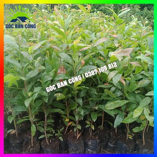 Combo 10 cây mai con quấn rễ ươm từ hạt