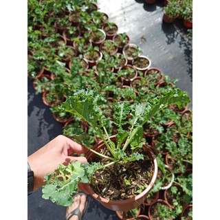 Cây cải xoăn Kale xanh