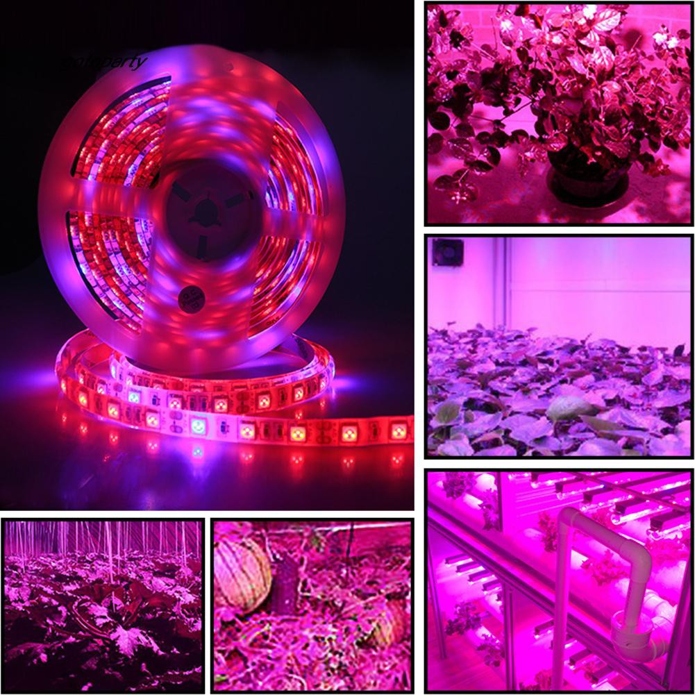 Dải đèn LED trồng cây trong nhà 5M 300 bóng 5050SMD