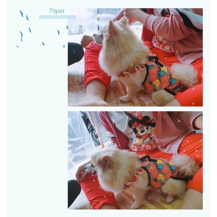 Bikini cho thú cưng/Quần sinh lý liền thân cho cún cái