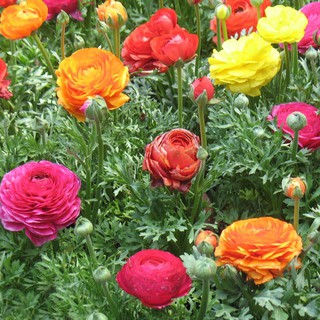 Hạt giống Hoa Hồng ri Ba tư Mix (Mao lương)