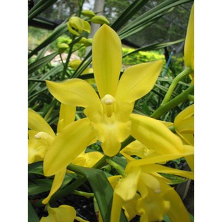 Địa lan hương cát cát cực thơm - DLCCT