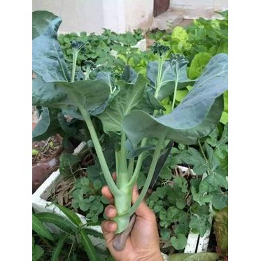 200H - Hạt giống cải ngồng làn lá xoăn Chia Tai Thái Lan