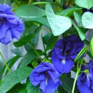 ĐẬU BIẾC KÉP THÁI LAN