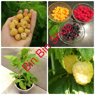 Hạt giống cây phúc bồn tử vàng - 10 hạt