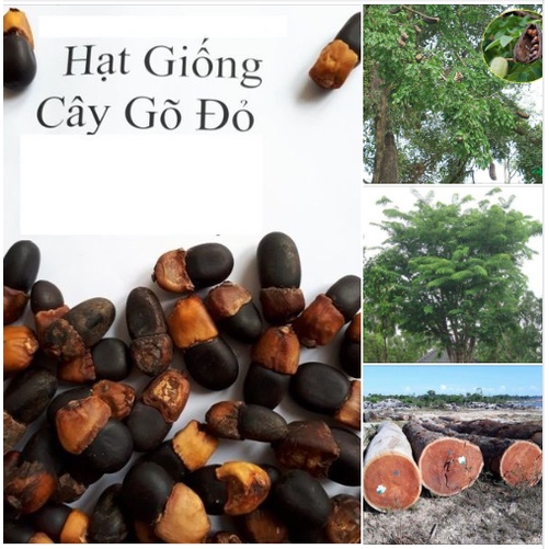 Hạt giống cây lấy gỗ gõ đỏ quý hiếm - Gói 5 hạt KNS255