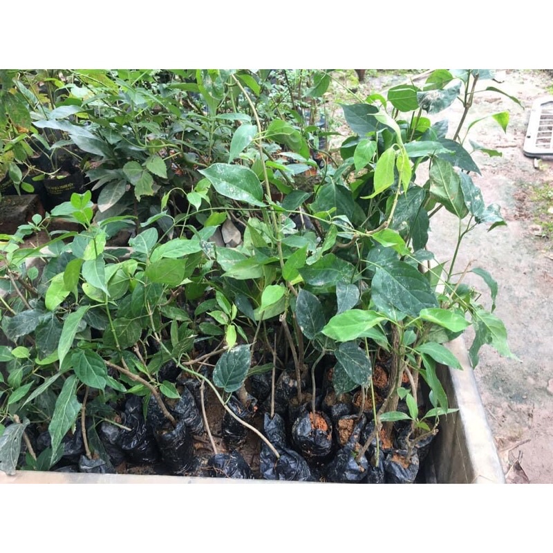 Cây giống thìa canh lá to hay còn gọi là cây rau mỏ ship nam Bắc đều được