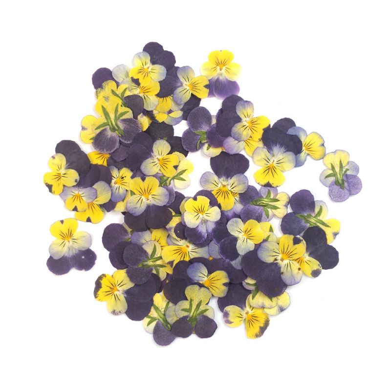 Hoa viola (panse) ép khô dùng trong resin, ép khung ảnh hoa khô handmade