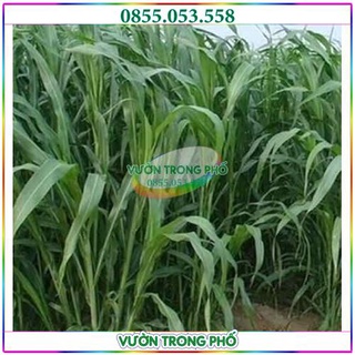 Hạt giống cỏ chăn nuôi Sudan Lai chất lượng cao - 1kg