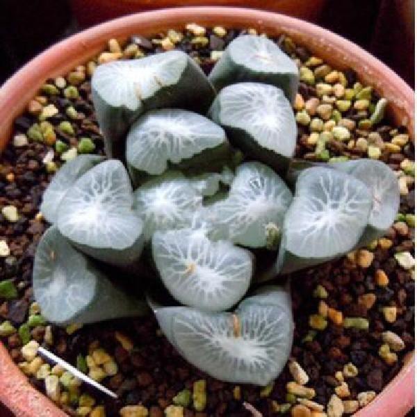 Hạt giống sen đá mọng nước kím tân 50h